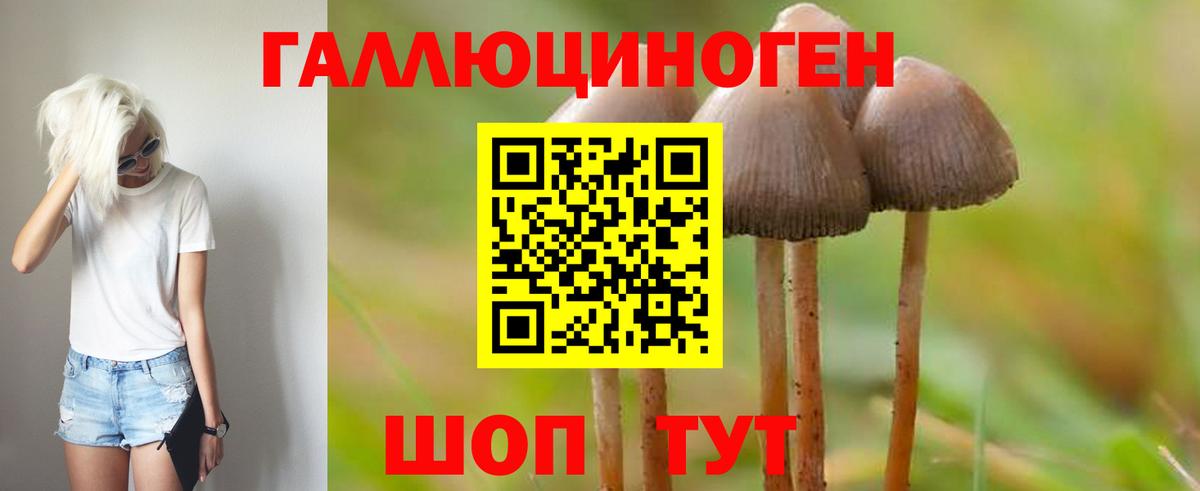 Псилоцибиновые грибы Cubensis Полевской